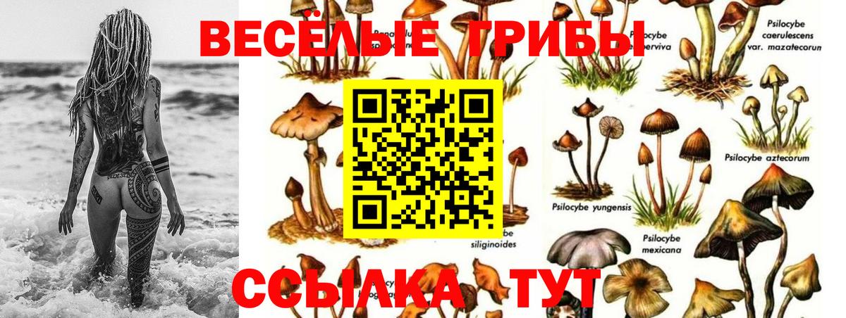 Знаменск  Псилоцибиновые грибы Psilocybe  Вход с VPN 